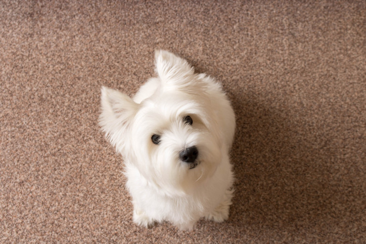 Odor removal by Colonial Carpet Cleaning